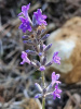 Лаванда узколистная (Lavandula angustifolia), 200 шт