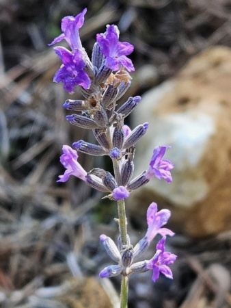 Лаванда узколистная (Lavandula angustifolia), 200 шт