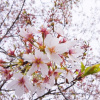 Алыча, или Слива вишненосная, или Слива растопыренная (лат. Prunus cerasifera), семена