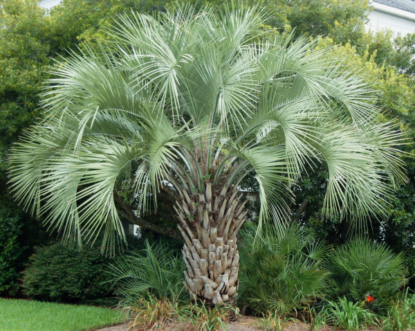 Пальма Бутия головчатая, Бутия Капитата, или Буция (лат. Butia capitata), семена