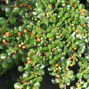 Кизильник самшитолистный (лат. Cotoneaster buxifolius) в ягодах, семена 