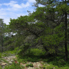 Сосна Банкса (лат. Pinus banksiana), семена
