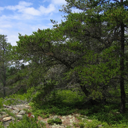 Сосна Банкса (лат. Pinus banksiana), семена