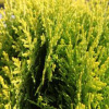Туя восточная Ауреа Нана (лат. Platycladus orientalis 'Aurea Nana')