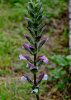 Акант обыкновенный (лат. Acanthus mollis), семена