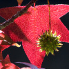 Ликвидамбар смолоносный, или амбровое дерево (лат. Liquidambar styraciflua), семена 0,2 грамма