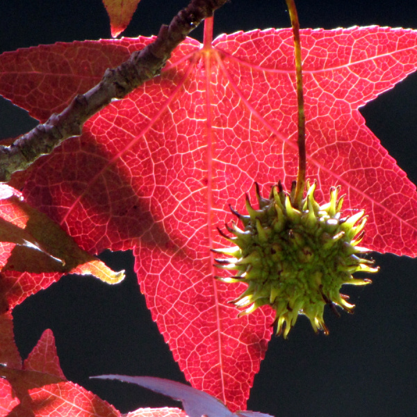 Ликвидамбар смолоносный, или амбровое дерево (лат. Liquidambar styraciflua), семена 0,2 грамма