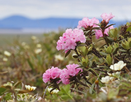 Рододендрон Адамса, или Саган Дали (лат. Rhododendron adamsii), семена 0,02 грамма
