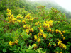 Рододендрон жёлтый (лат. Rhododendron luteum), семена 0,2 грамма