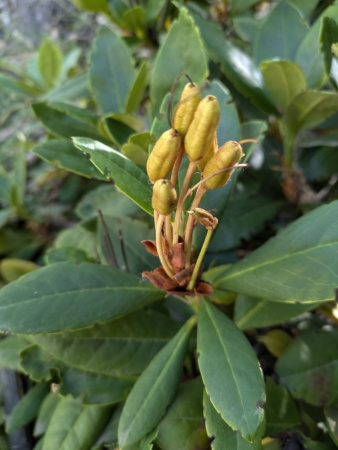 Рододендрон кавказский Флавидум (лат. Rhododеndron caucаsicum 'Flavidum'), семена 0,05 грамм