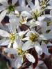 Ирга Ламарка (лат. Amelanchier lamarckii), семена