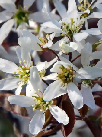 Ирга Ламарка (лат. Amelanchier lamarckii), семена