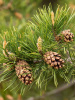 Сосна обыкновенная (лат. Pinus sylvestris), саженец, 1 шт