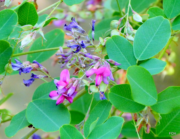 Леспедеца двухцветная (лат. Lespedeza bicolor), семена