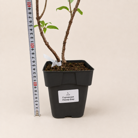 Гортензия метельчатая Полярный медведь (лат. Hydrangea paniculata 'Polar Bear') С3, саженец