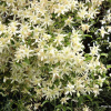 Клематис короткохвостый, или ломонос короткохвостый (лат. Clematis brevicaudata), семена