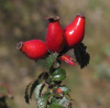 Шиповник турецкий (лат. Rosa turcica), семена