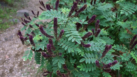 Аморфа кустарниковая (лат. Amorfa fruticosa), семена