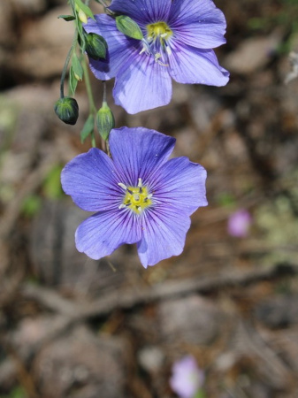 Лен обыкновенный голубой (лат. Linum usitatissimum), семена 200 шт