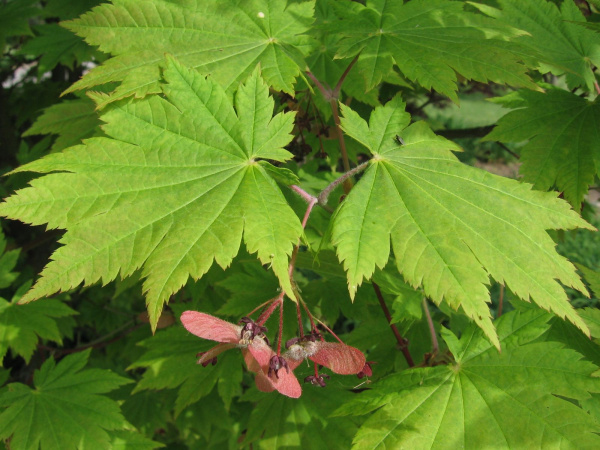 Клен завитой (лат. Acer circinatum), семена