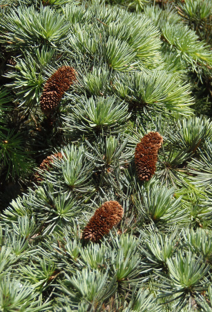 Кедр атласский (лат. Cedrus atlantica), семена