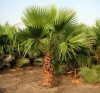 Пальма Вашингтония нитеносная, семена (лат. Washingtonia filifera)