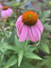 Эхинацея пурпурная (лат. Echinacea purpurea), семена 100 шт