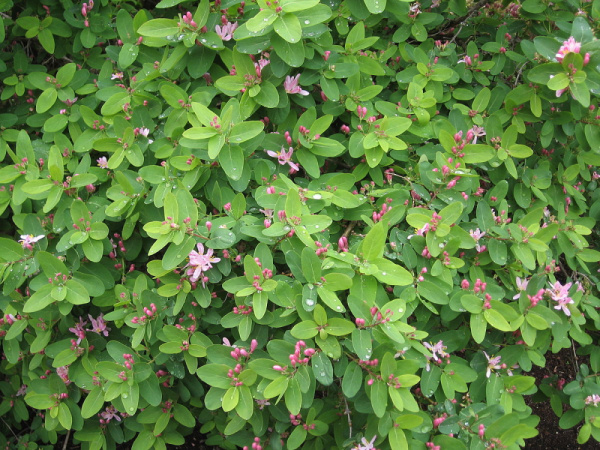Жимолость татарская (лат. Lonicera tatarica), семена