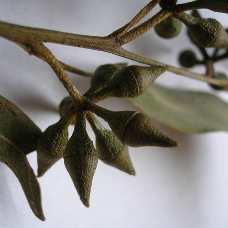 Эвкалипт красный лесной (лат. Eucalyptus tereticornis), семена