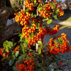 Пираканта гибридная Оранж Глоу (лат. Pyracantha Orange Glow)