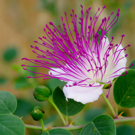 Каперсы колючие (лат. Capparis spinosa), семена 