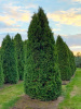 Туя западная Колумна (Thuja occidentalis 'Columna'), семена
