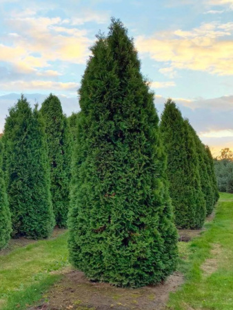 Туя западная Колумна (Thuja occidentalis 'Columna'), семена