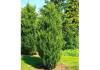 Можжевельник виргинский, или вирджинский (лат. Juniperus virginiana), семена