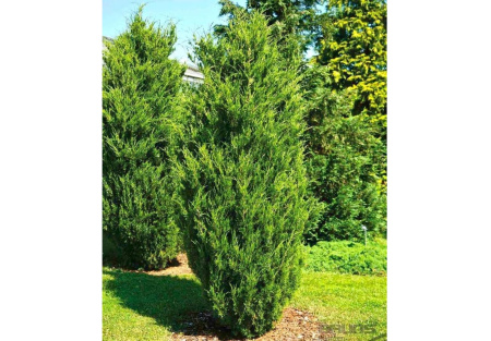 Можжевельник виргинский, или вирджинский (лат. Juniperus virginiana), семена