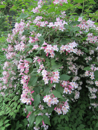 Кольквиция прелестная (лат. Kolkwitzia amabilis), семена