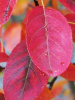 Ирга канадская (лат. Amelanchier canadensis), семена