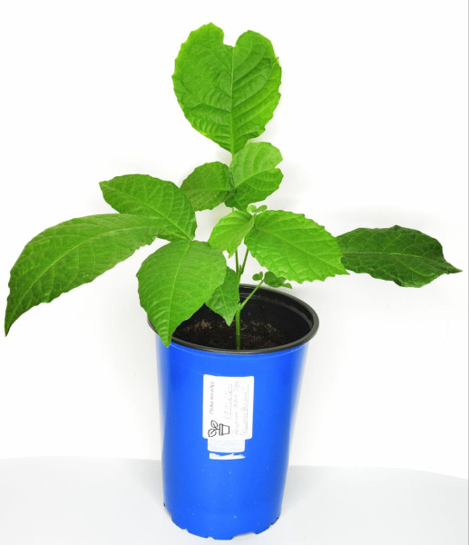 Грецкий орех Идеал (лат. Jugnalis regia Ideal) Саратовской селекции, саженец, 1 шт