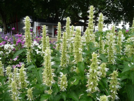 Лофант тибецкий белоцветковый, или Многоколосник морщинистый (лат. Agastache rugosa), семена