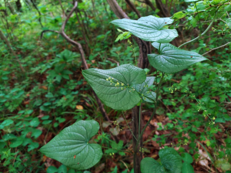 Тамус обыкновенный "Адамов корень" (лат. Dioscorea communis), семена