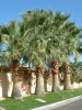 Пальма Вашингтония нитеносная (лат. Washingtonia filifera), саженец, 1 шт