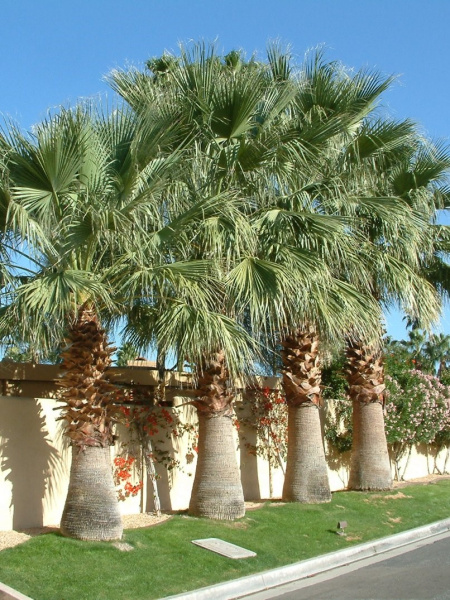 Пальма Вашингтония нитеносная (лат. Washingtonia filifera), саженец, 1 шт