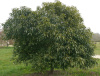 Дуб мирзинолистный (Quercus myrsinifolia) 10 шт, семена
