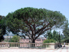 Сосна эльдарская (лат. Pinus eldarica), семена