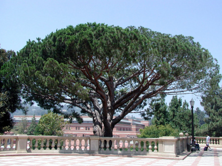 Сосна эльдарская (лат. Pinus eldarica), семена