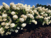 Гортензия метельчатая Фантом (лат. Hydrangea paniculata 'Phantom')