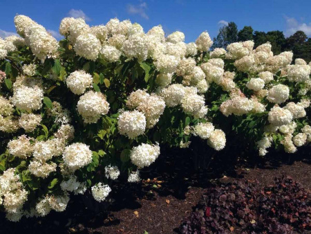 Гортензия метельчатая Фантом (лат. Hydrangea paniculata 'Phantom')