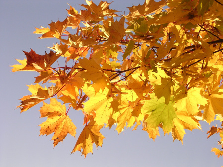 Клен остролистный (лат. Acer platanoides), семена