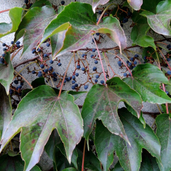 Виноград девичий триостренный Вичи (лат. Parthenocissus tricuspidata 'Veitchii'), семена