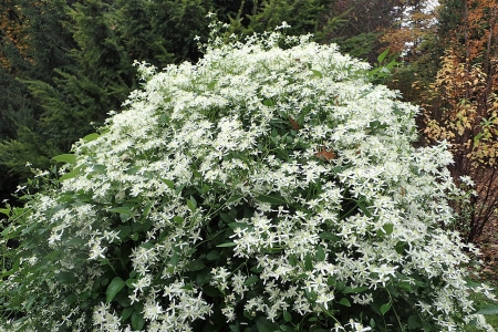 Клематис трехцветковый (лат. Clematis terniflora), семена 